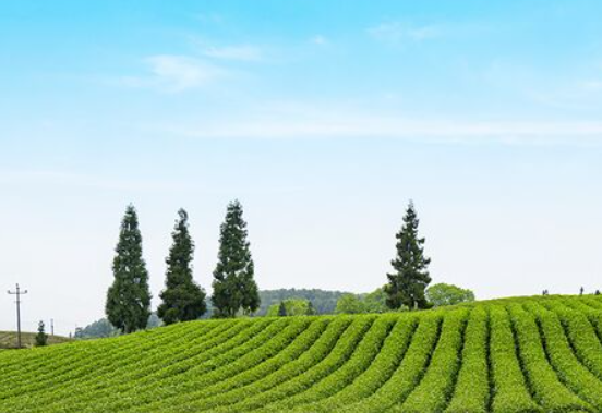 파비플로라 추출물