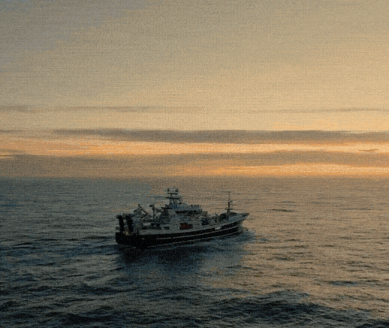 헤링오일 효능 바다에서 잡아오는